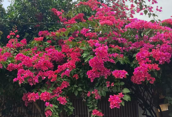 戴振赴平湖調研“人工智能＋應急管理”工作